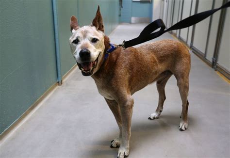 Seattle king county animal shelter - The county currently operates shelters in Bellevue and Kent and provides services in unincorporated King County and most suburban cities. Seattle runs a separate animal control operation.